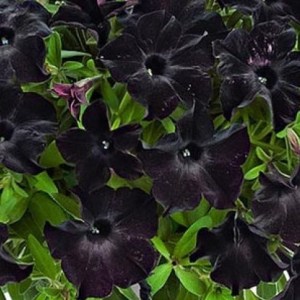 Go-Tunia Black_810x81022